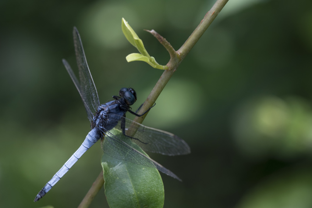 Blue Dragonfly
